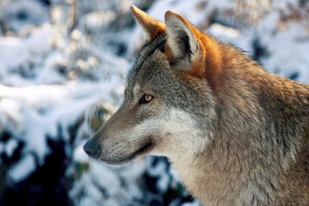 Bildquelle: Quelle: paukereks / pixelio.de Wolf