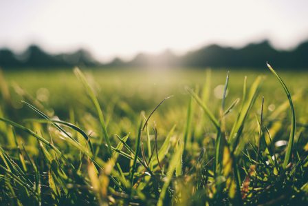 Bildquelle: Quelle: Pexels.com // Oliur Rahman meadow-grass-sunshine-9056