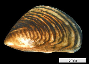 Bildquelle: Bildquelle:
Motte123, CC0 1.0 300px-Quagga-Dreikantmuschel.jpg